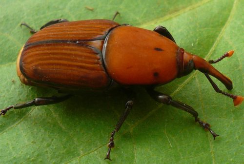 Punteruolo-Rosso-delle-Palme