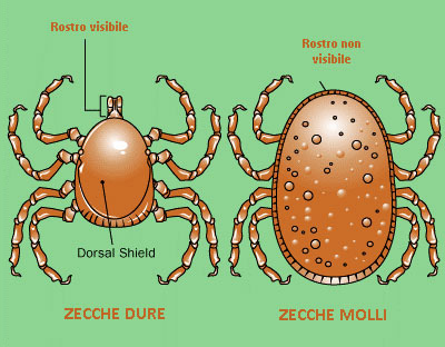 zecche-01