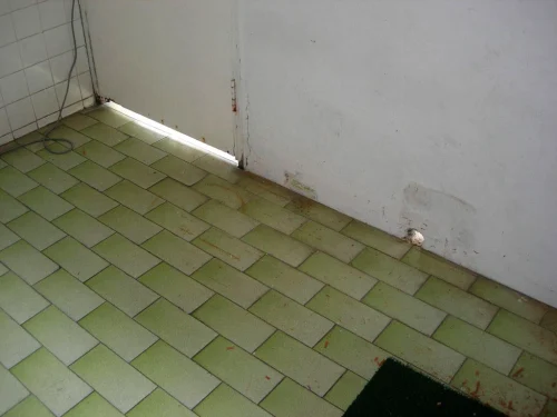 derattizzazione-10