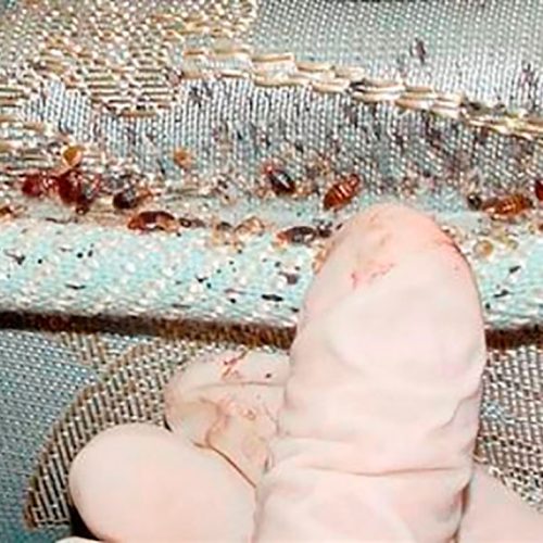 disinfestazione-04 (1)